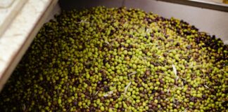 Turkish Bulk Olive Products: Discover Oil, Soap, and More Benefits