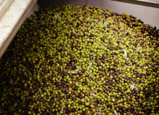 Turkish Bulk Olive Products: Discover Oil, Soap, and More Benefits